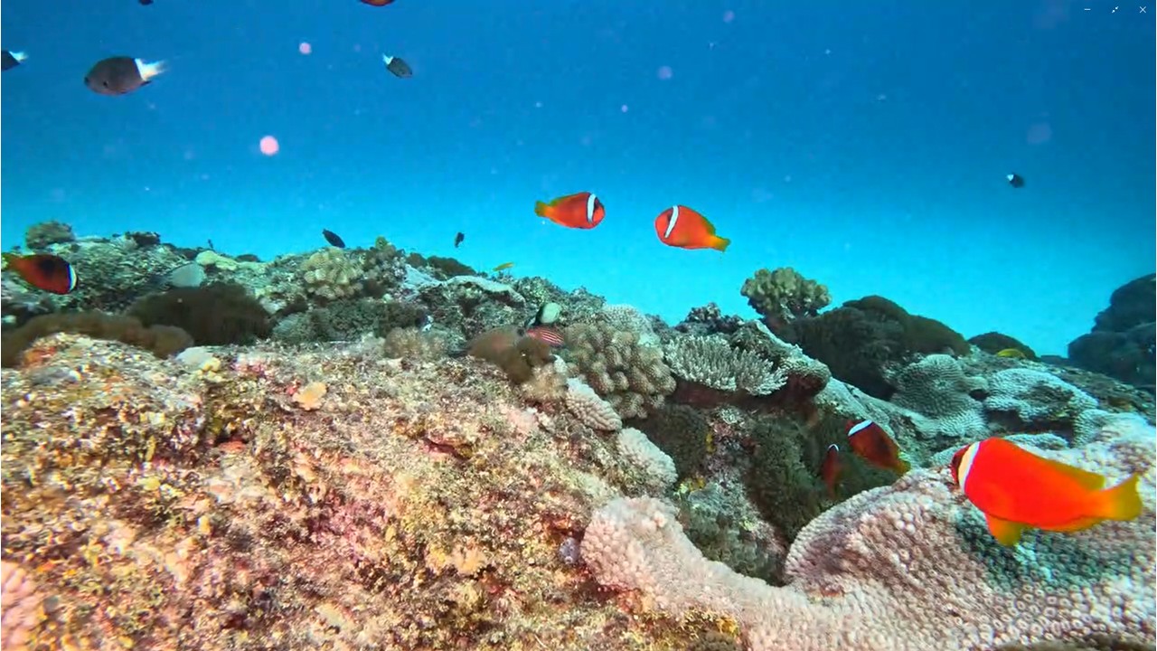 綠島小丑島重現豐富生命力! 東管處長期潛點監測 見證海洋生態逐漸恢復